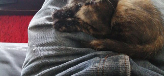 Donne petit chat