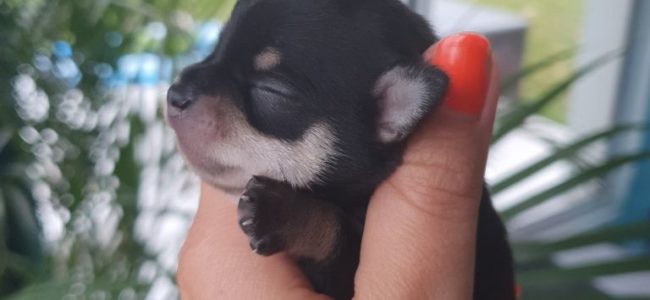 Don de mes chiots CHIHUAHUA